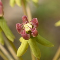 sand milkweed asclepias amplexicaulis farm 4943 16jun23