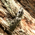 eastern eyed click beetle alaus oculatus farm 4831 31may23