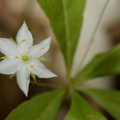 starflower trientalis borealis farm 4841 31may23