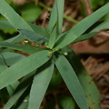 few-flowered panic grass dichanthelium oligosanthes farm 6819 25aug23