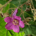 purple flowering raspberry rubus odoratus wehr 6767 21aug23