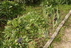 iris flower bed boerner botanical garden 7168 8oct23