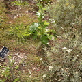 prickly sow thistle sneezeweed in rose garden boerner botanical garden 7174 8oct23