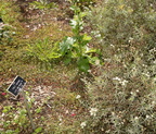 prickly sow thistle sneezeweed in rose garden boerner botanical garden 7174 8oct23
