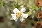 sneezeweed achillea ptarmica boerner botanical garden 7170 8oct23