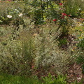 sneezeweed in rose flower bed boerner botanical garden 7169 8oct23