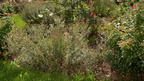 sneezeweed in rose flower bed boerner botanical garden 7169 8oct23