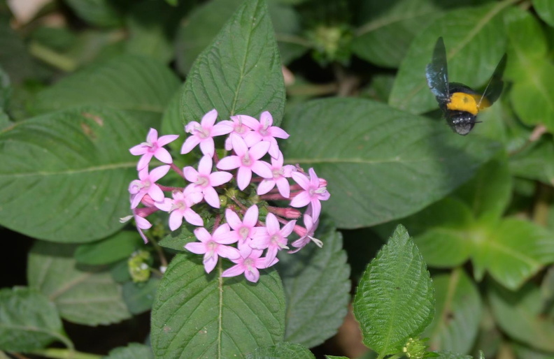 egyptian_starcluster_pentas_lanceolata_bumblebee_winter_palace_hotel_8797_10nov23.jpg