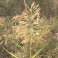 reed_grass_phragmites_australis_temple_of_amada_7973_4nov23.jpg