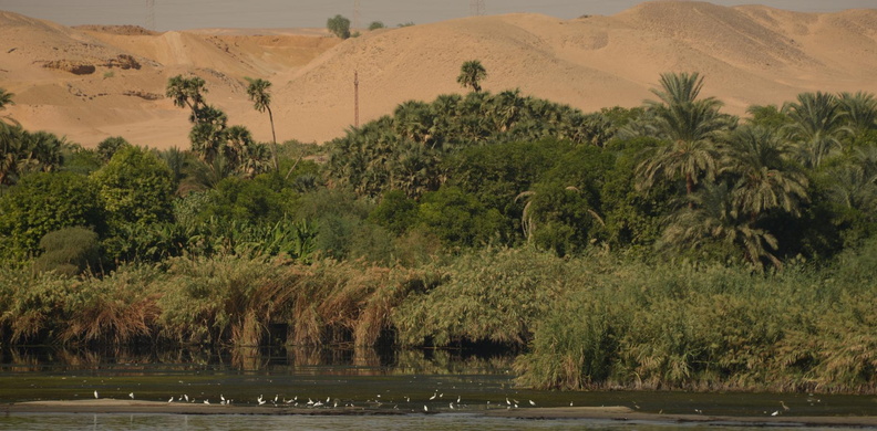 shore_birds_vegetation_desert_along_nile_river_8312_7nov23.jpg