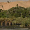 shore_birds_vegetation_desert_along_nile_river_8312_7nov23.jpg