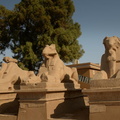 ram headed sphinx entrance karnak temple luxor 8843 10nov23
