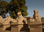 ram headed sphinx entrance karnak temple luxor 8843 10nov23