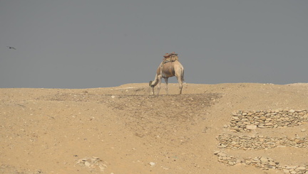 camel at tomb of mereruka saqqara 7629 2nov23