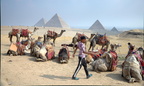 camels at giza 7390 31oct23zac