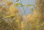 50 reed grass phragmites australis temple of amada 7971 4nov23
