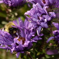 bumblebee_new_england_aster_symphyotrichum_novae-angliae_grant_park_7135_7oct23.jpg
