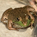 green_frog_lithobates_clamitans_bradley_outdoor_sculpture_5771_11jul23.jpg