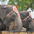elephant circus world museum baraboo 6000 13jul23