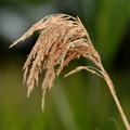 common_reed_grass_phragmites_australis_amtrak_station_mitchell_field_5384_9jul23.jpg