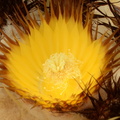 golden_barrel_cactus_flower_domes_5473_9jul23.jpg