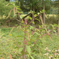 american pokeweed phytolacca americana farm 7033 8sep23