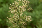 horseweed erigeron canadensis farm 6943 8sep23