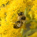 bumblebee_goldenrod_farm_7013_8sep23.jpg