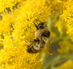 bumblebee goldenrod farm 7013 8sep23