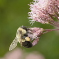 bumblebee_spotted_joe_pyeweed_eutrochium_maculatum_wehr_6349_7aug23.jpg