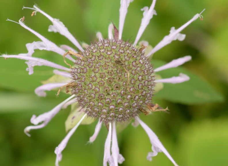 wild bergamot monarda fistulosa wehr 6330 7aug23