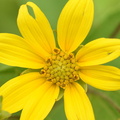 woodland_sunflower_helianthus_divaricatus_wehr_6334_7aug23.jpg