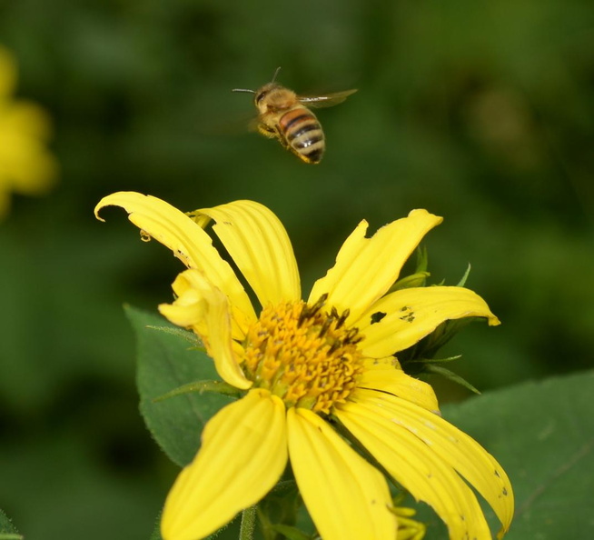 woodland_sunflower_helianthus_divaricatus_wehr_honey_bee_6345_7aug23.jpg