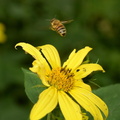 woodland_sunflower_helianthus_divaricatus_wehr_honey_bee_6345_7aug23.jpg
