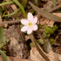 liverleaf hepatica nobilisn wehr 3403 11apr23