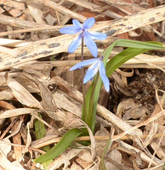 siberian squill scilla siberica wehr 3408 11apr23