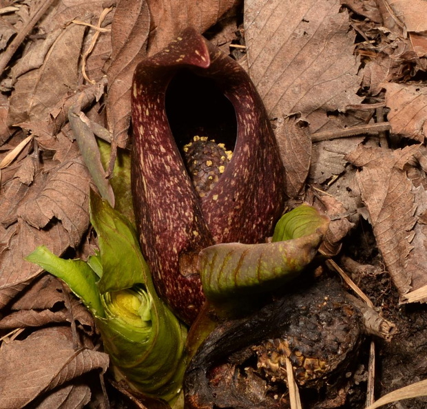 skunk cabbage symplocarpus foetidus wehr 3397 11apr23