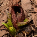 skunk cabbage symplocarpus foetidus wehr 3397 11apr23