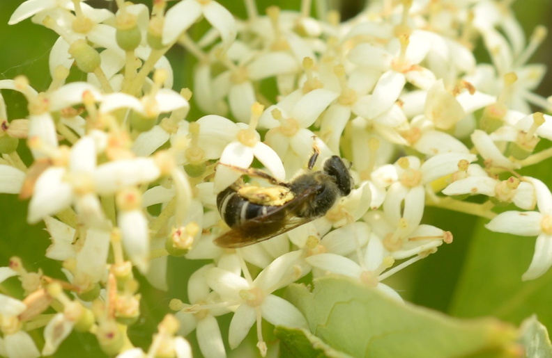 gray_dogwood_cornus_racemosa_wehr_whitnall_park_4964_19jun23.jpg