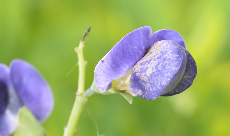 blue false indigo baptisia australis wehr whitnall park 4967 19jun23