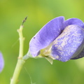 blue false indigo baptisia australis wehr whitnall park 4967 19jun23