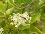 gray dogwood cornus racemosa wehr whitnall park 4965 19jun23