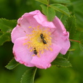 woods rose rosa woodsii wehr whitnall park 4975 19jun23