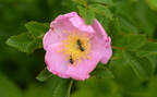 woods rose rosa woodsii wehr whitnall park 4975 19jun23