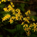 golden ragwort packera aurea george thompson 3907 1may23