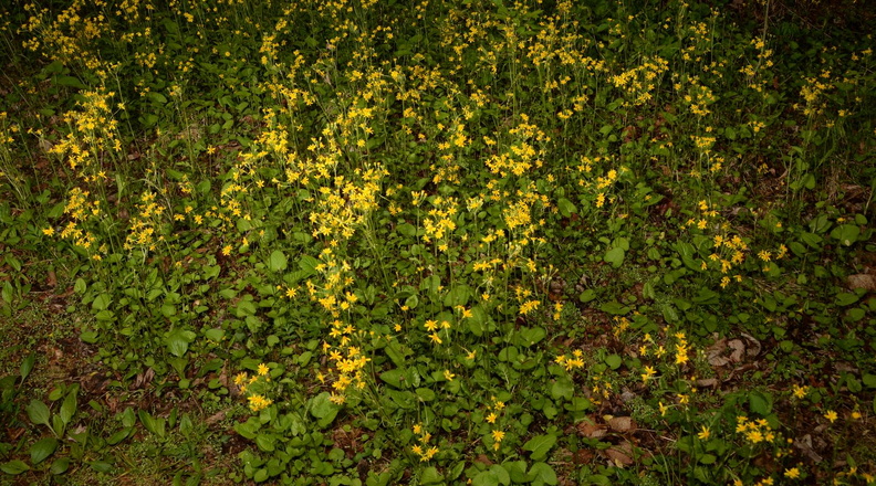 golden ragwort packera aurea george thompson 3975 1may23