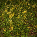 golden_ragwort_packera_aurea_george_thompson_3975_1may23.jpg