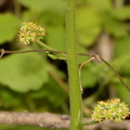 pennsylvania saxifrage micranthes pensylvanica george thompson 3948 1may23