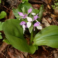 showy orchis galearis spectabilis george thompson 3930 1may23