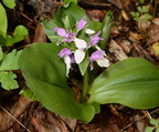 showy orchis galearis spectabilis george thompson 3930 1may23